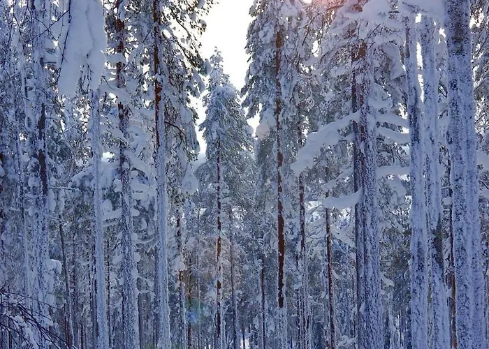 Experience Olkkajaervi * Rovaniemi